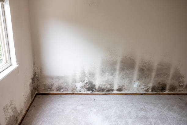 Best Biohazard Mold Removal  in USA